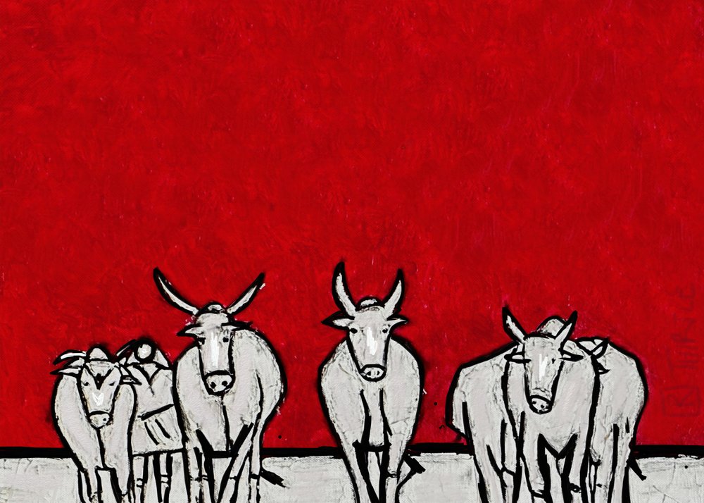 Bovini bianchi dal carattere deciso da Robert Thirtle