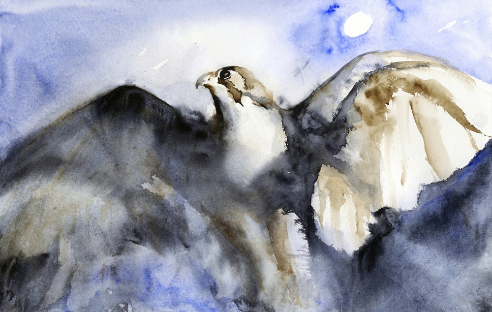 Il maestoso volo del falco da RodMacIver