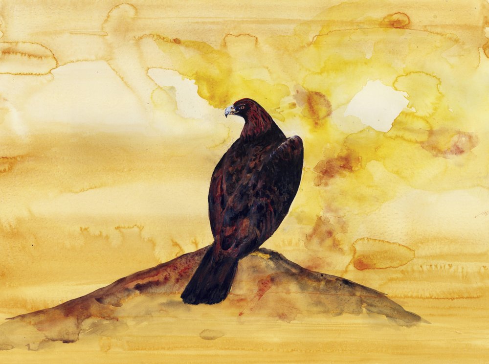 La maestosa aquila reale da RodMacIver