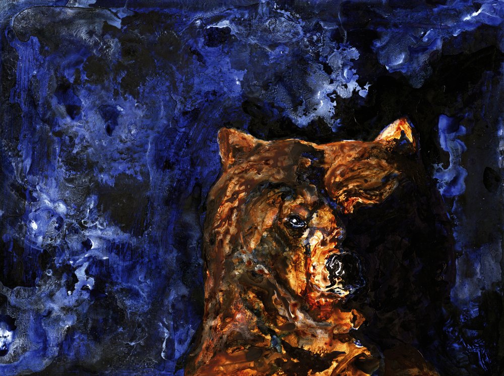 Lo sguardo potente del grizzly da RodMacIver