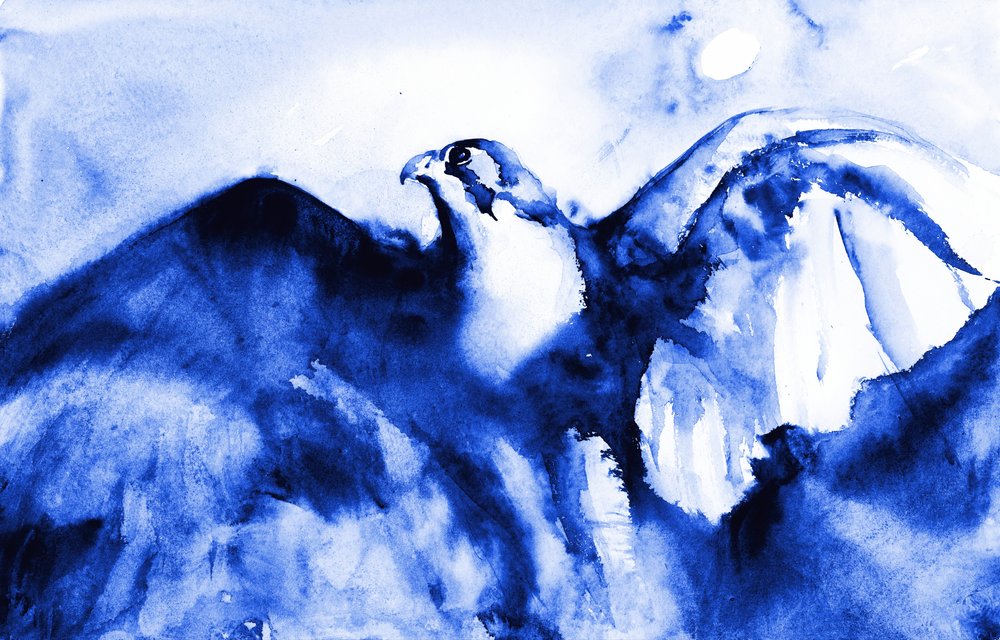 Il falco blu in volo da RodMacIver