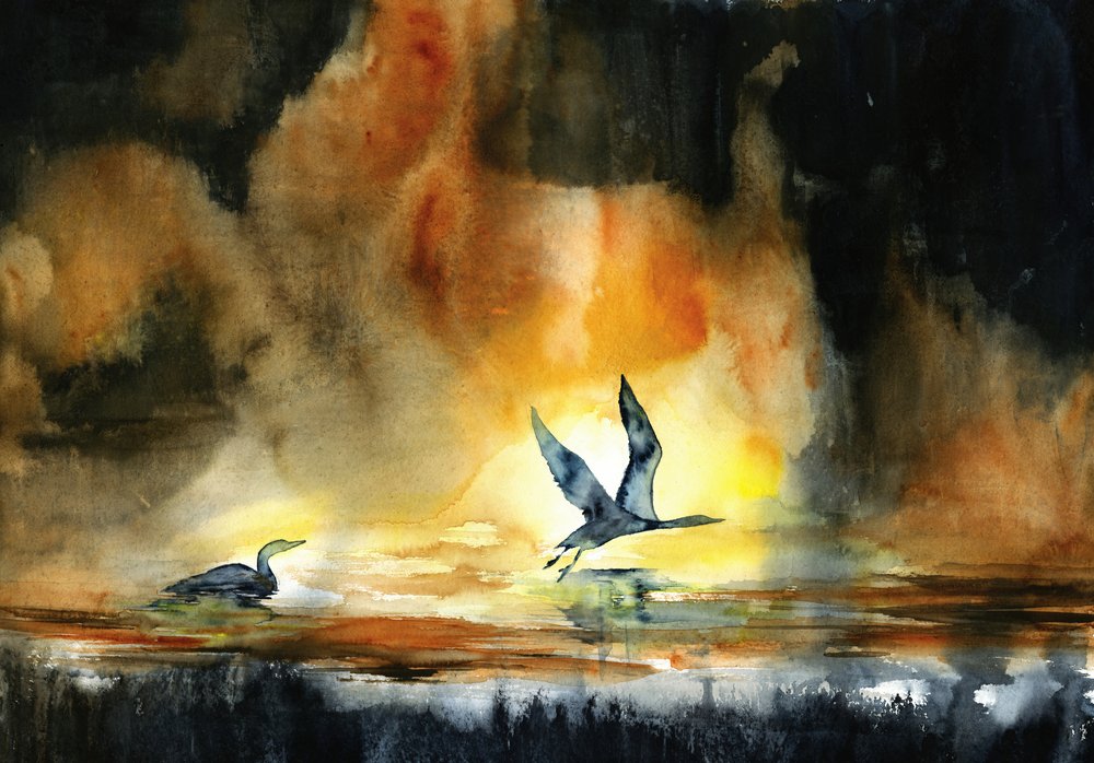Uccelli acquatici al tramonto da RodMacIver