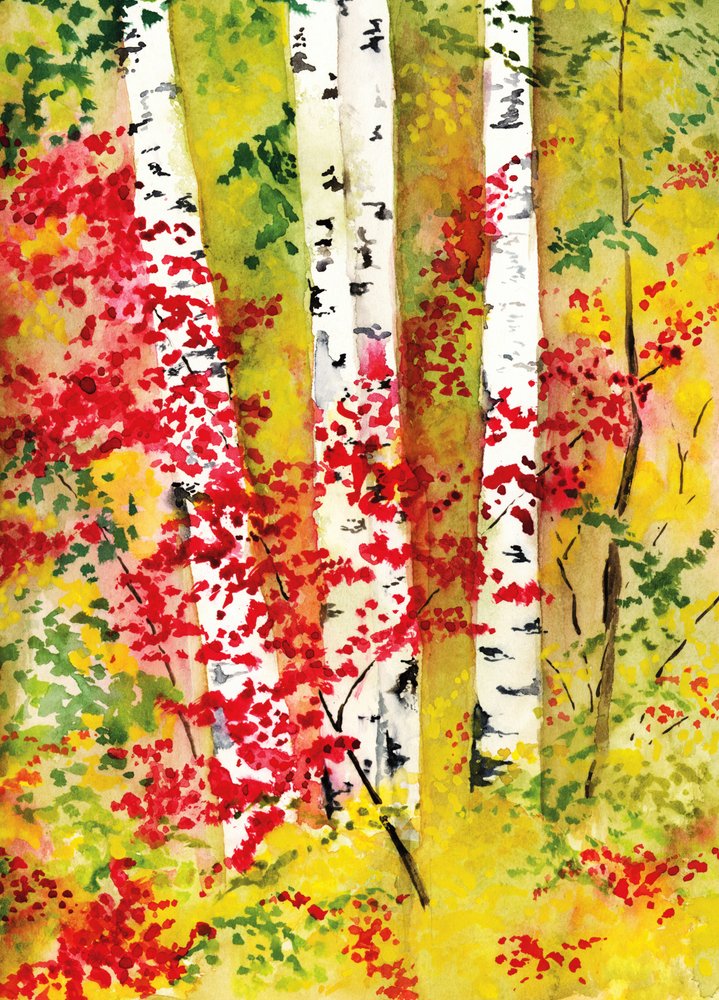 Betulle dai colori vivaci in autunno da RodMacIver
