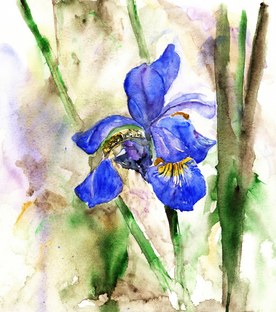 Iris blu brillante da RodMacIver