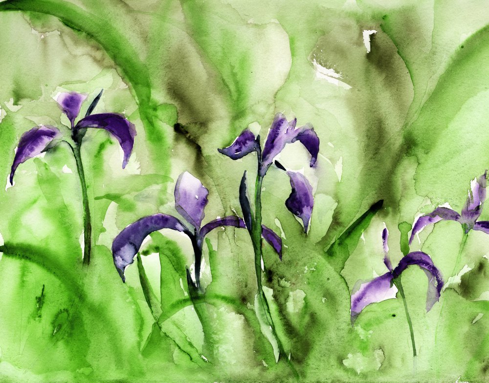Un giardino di iris dai colori vivaci da RodMacIver