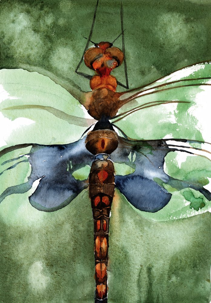 Una vivace libellula ad acquerello da RodMacIver