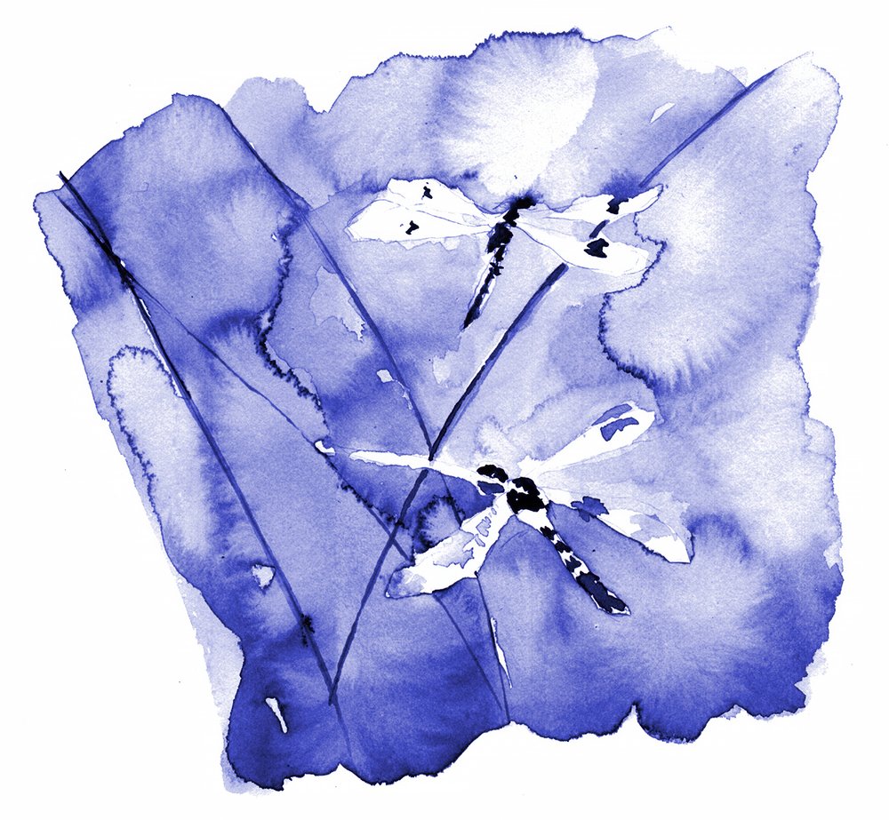 Libellule blu ad acquerello da RodMacIver