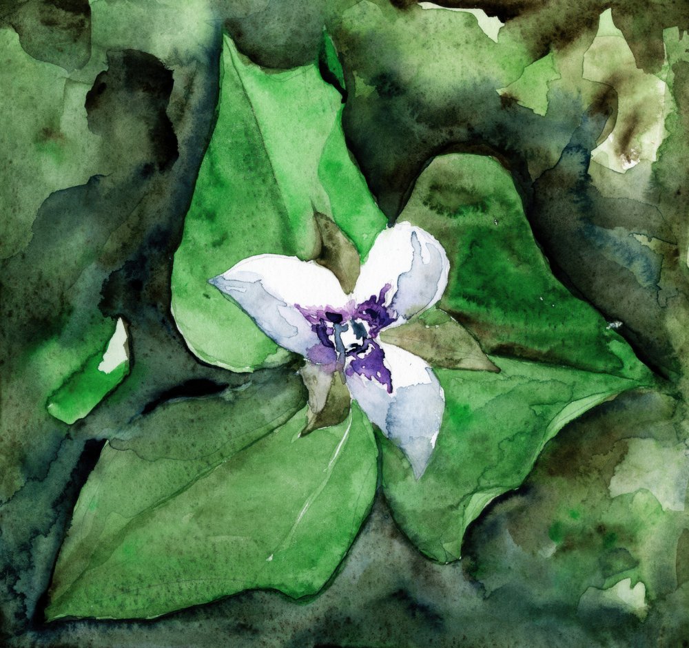 Fioritura del trillium bianco da RodMacIver