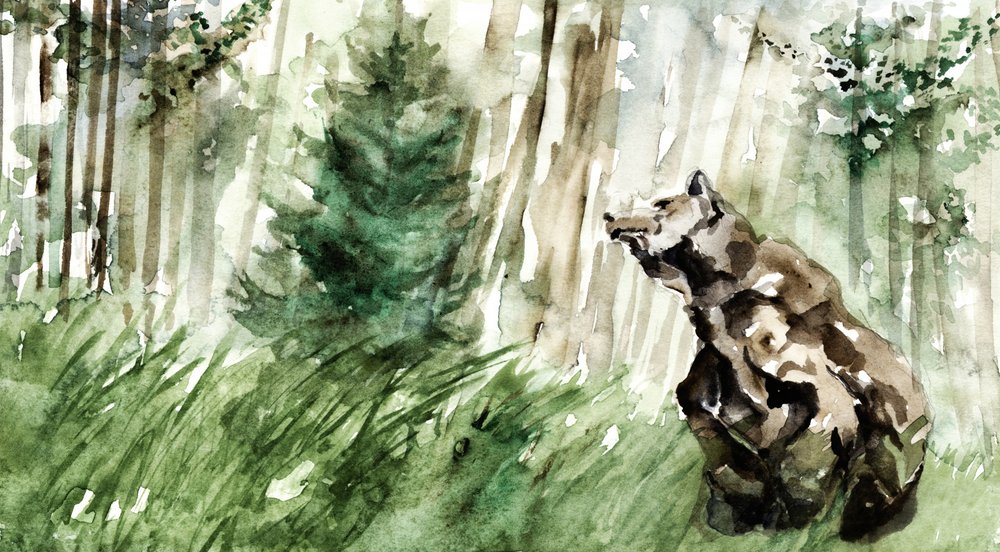 Orso della foresta selvaggia da RodMacIver