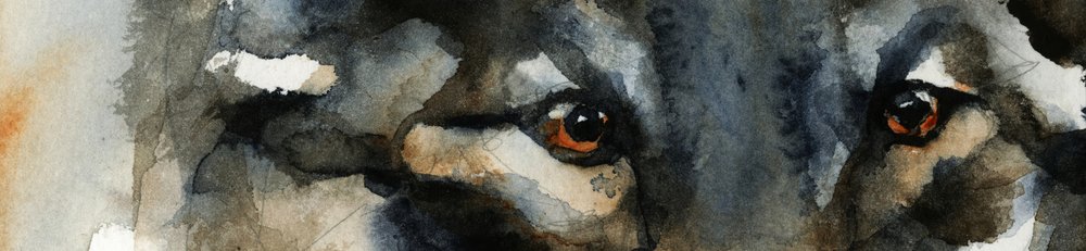 Occhi di lupo selvaggio da RodMacIver
