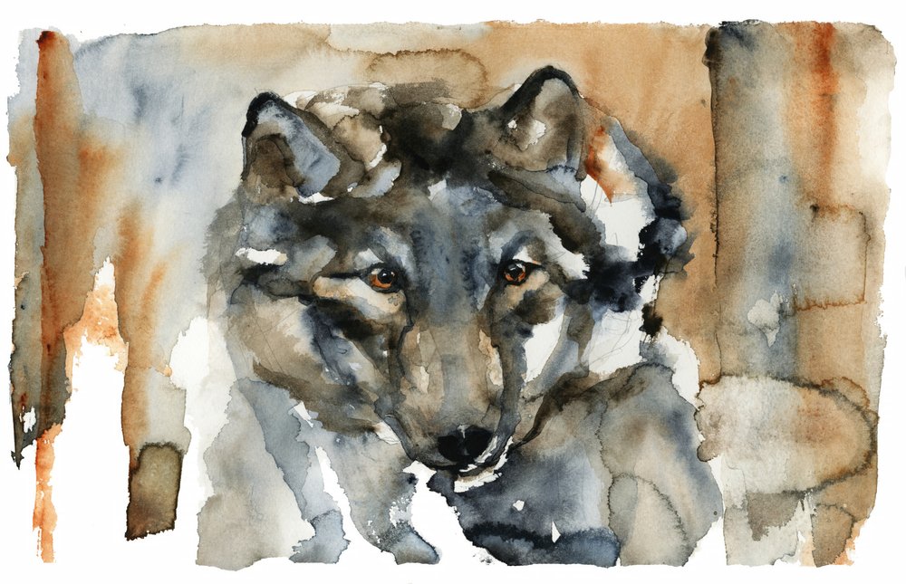 Acquerello "Lupo Selvaggio" da RodMacIver