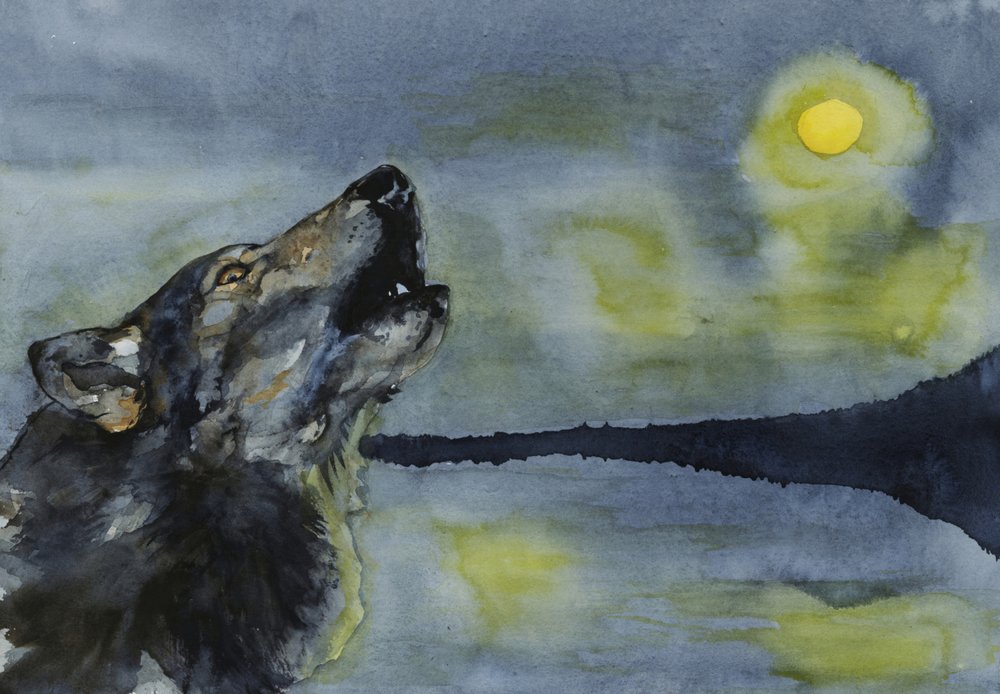 Un lupo che ulula alla luna da RodMacIver