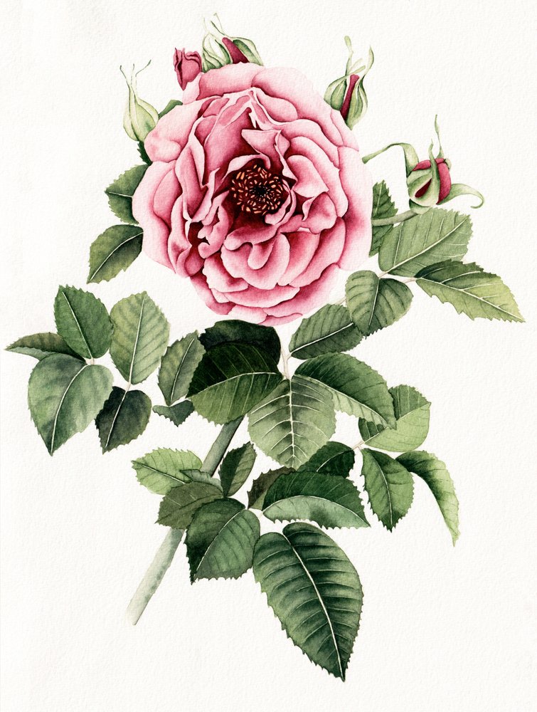 Rosa in fiore da Salome