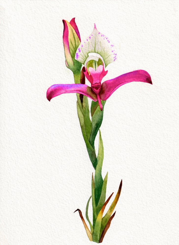 Fiore di orchidea rosa da Salome