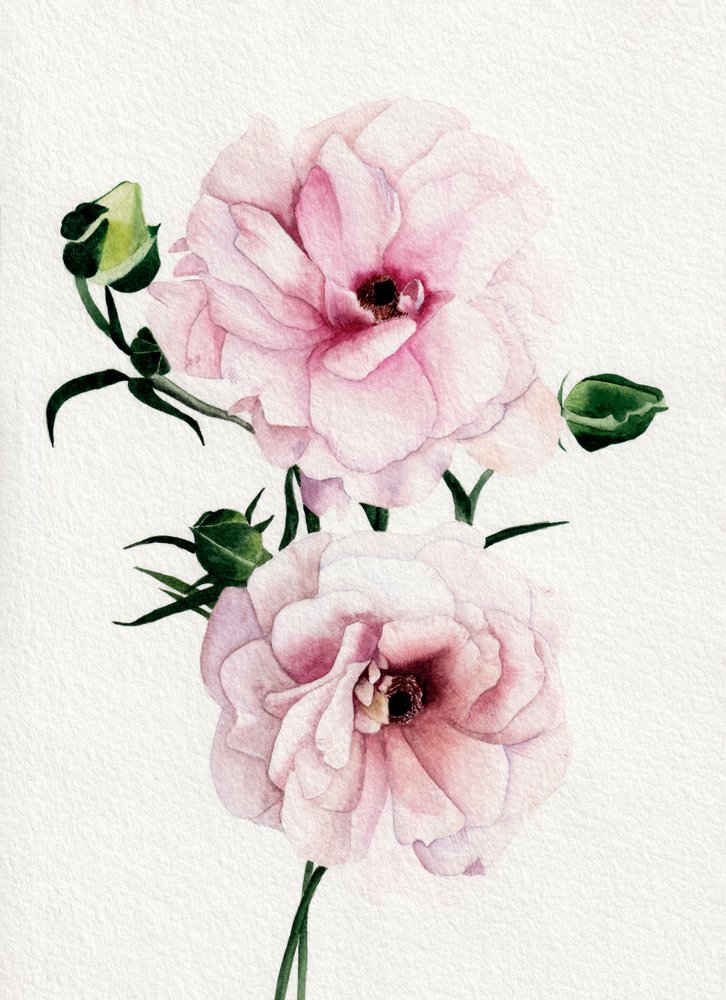 Fiori acquerellati in rosa da Salome