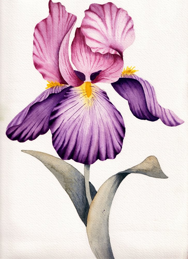Iris viola brillante da Salome