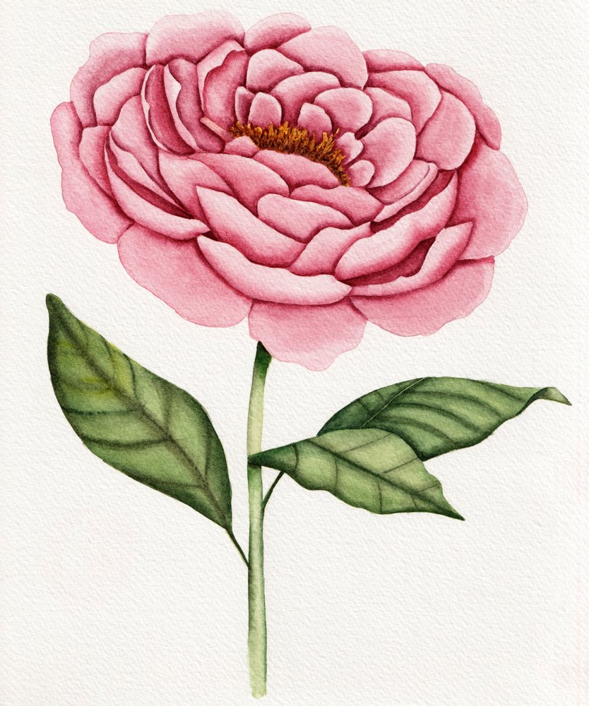 Peonia rosa ad acquerello da Salome