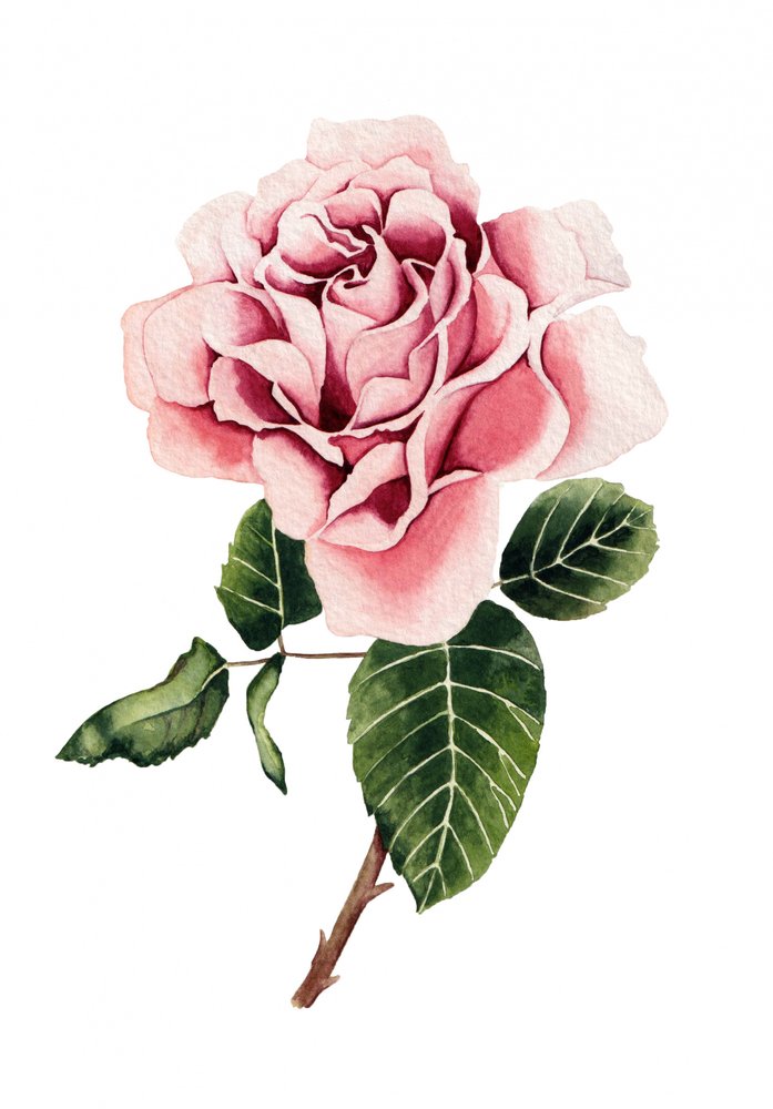 Rosa acquerellata da Salome