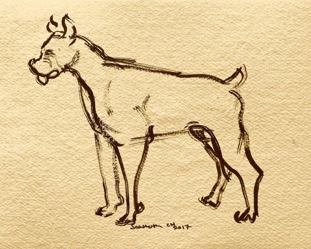 Schizzo di cane boxer da Santhosh ch
