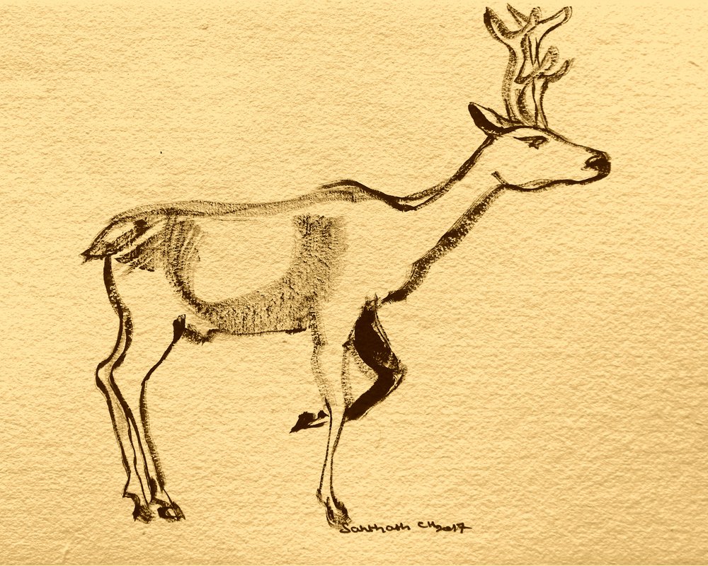 Elegante cervo dei boschi da Santhosh ch