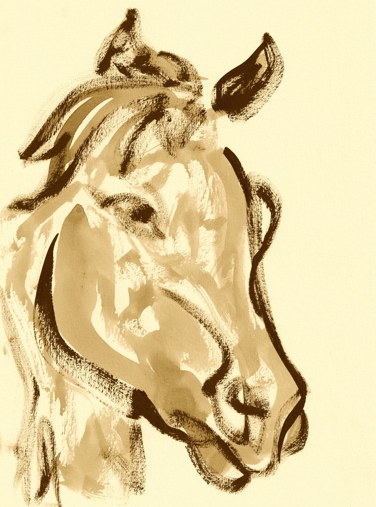 Testa di cavallo espressiva da Santhosh ch