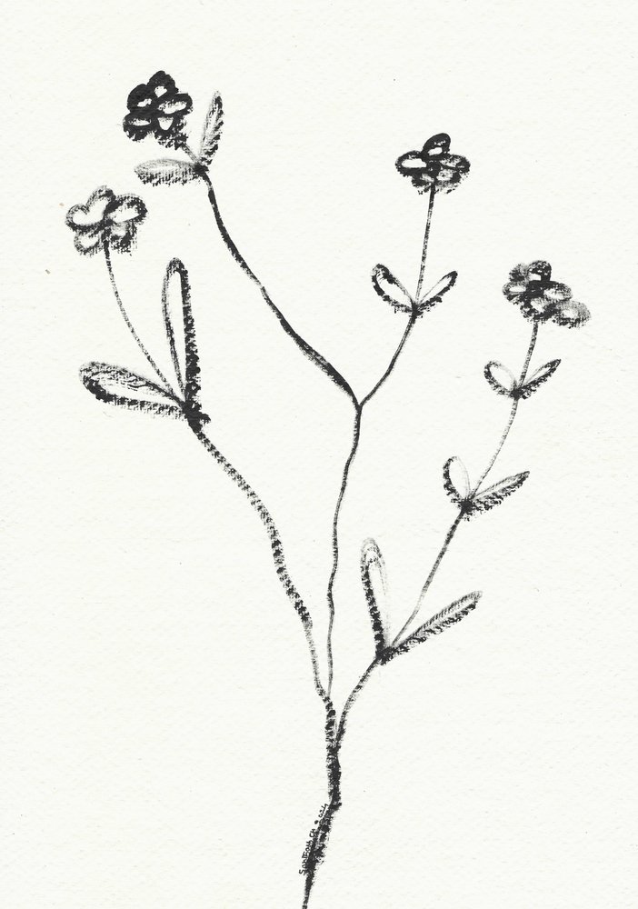 Disegno botanico minimalista da Santhosh ch