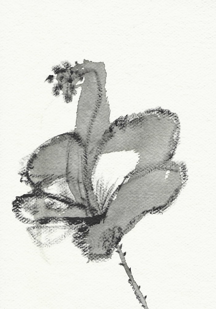 Studio floreale monocromo da Santhosh ch