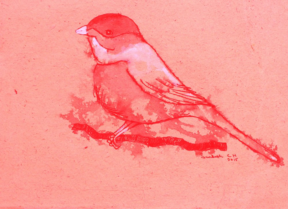 Uccello rosso su un ramo da Santhosh ch
