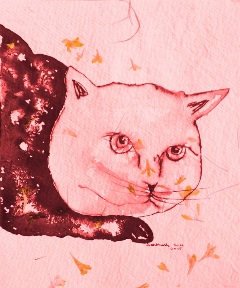Gatto rosa sereno da Santhosh ch