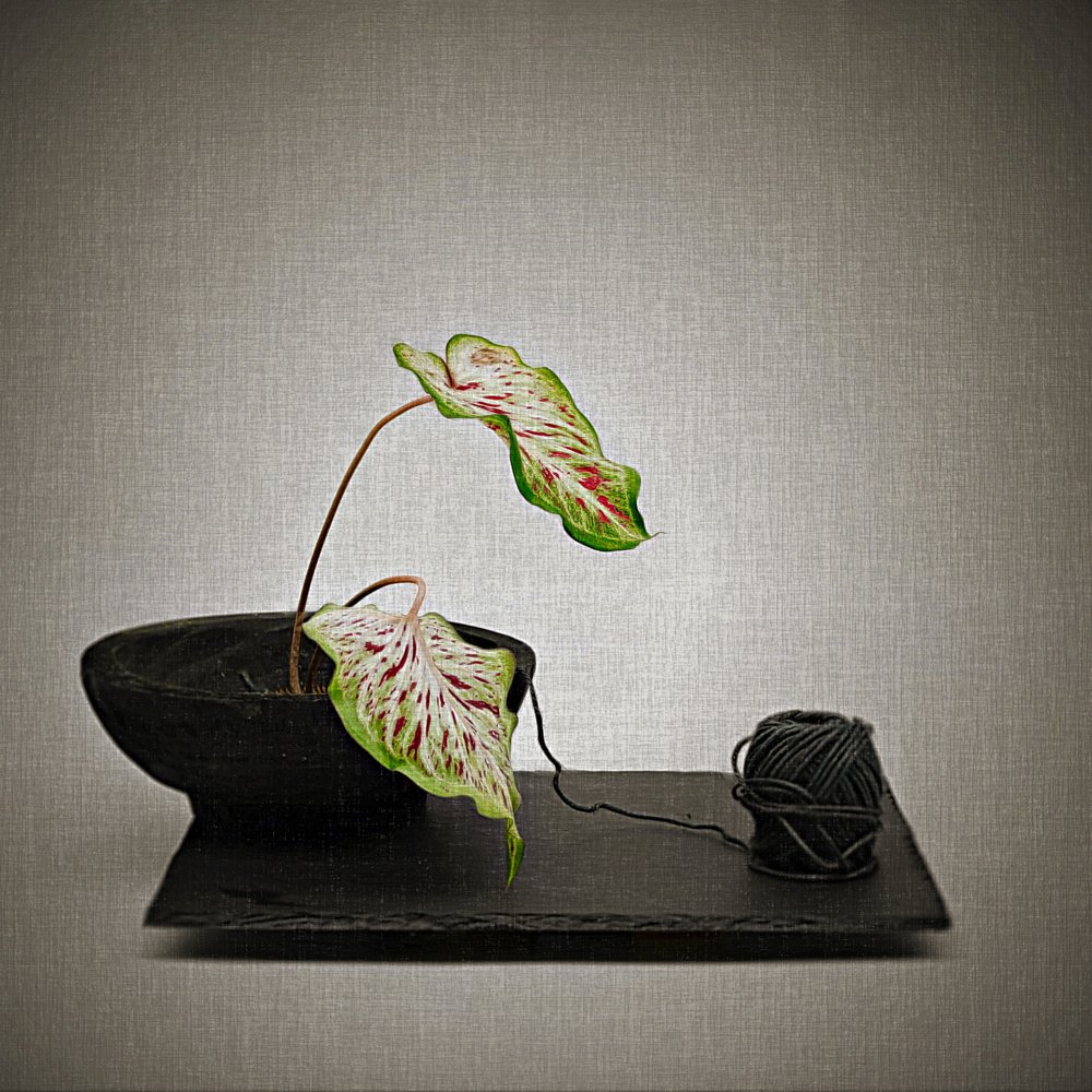 Caladium e filo nero da Saskia Dingemans