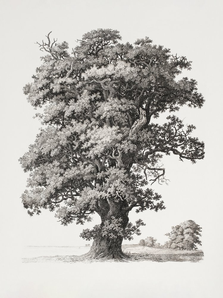 Studi sugli alberi: "After Nature" in relazione al disegno paesaggistico da S.h. Petersen