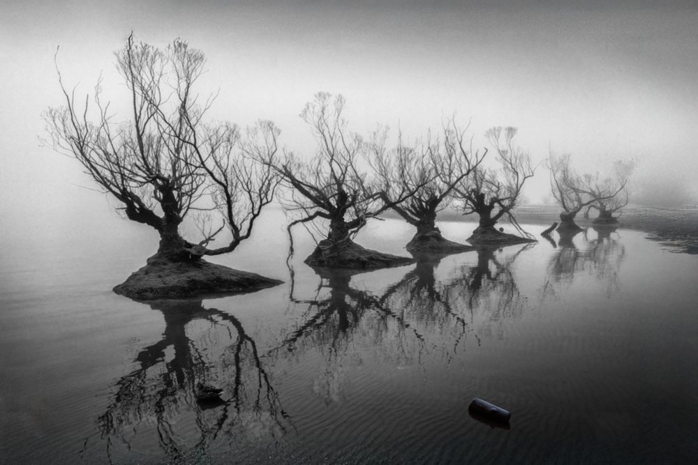 Alberi spogli nella nebbia da Shanrui Ren