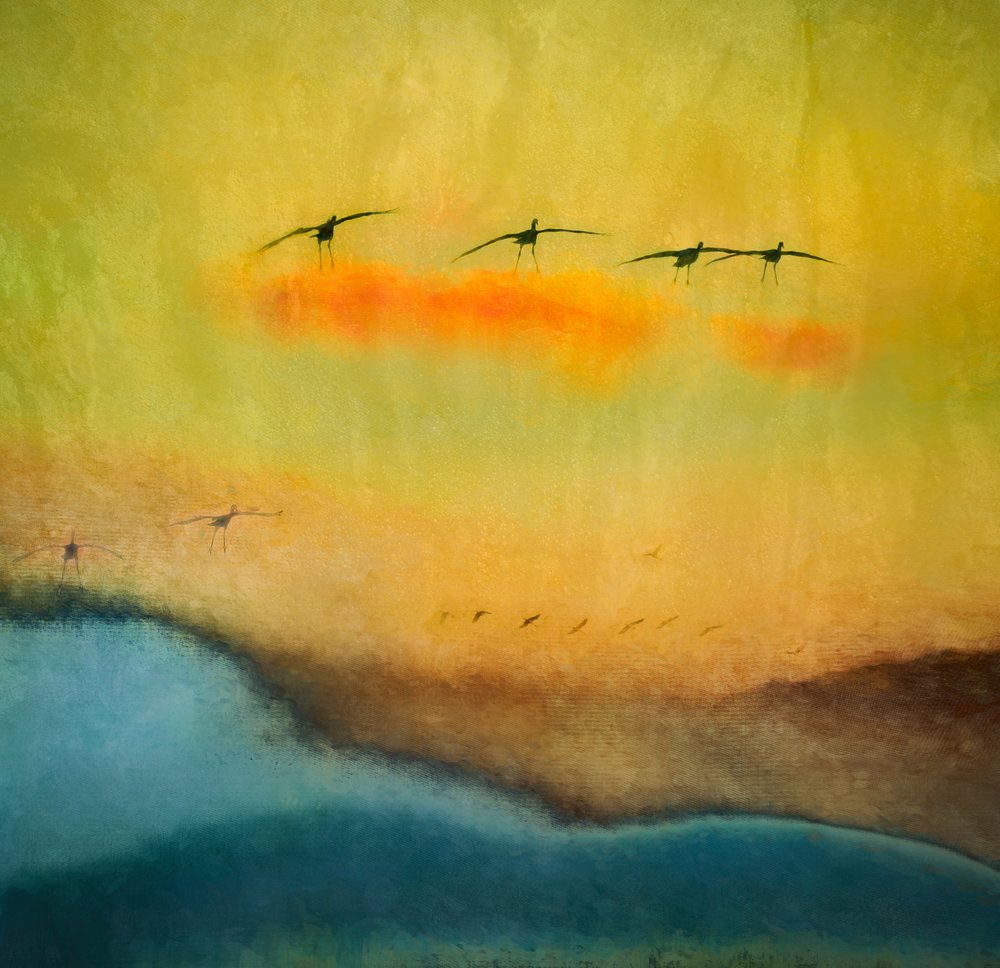 Volo di uccelli nell