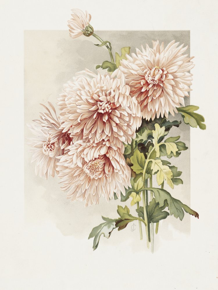 Crisantemi da Sidney Thomas Callowhill