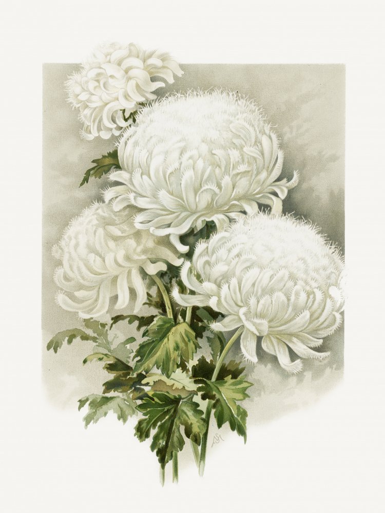 Signora Alpheus Hardy da Sidney Thomas Callowhill