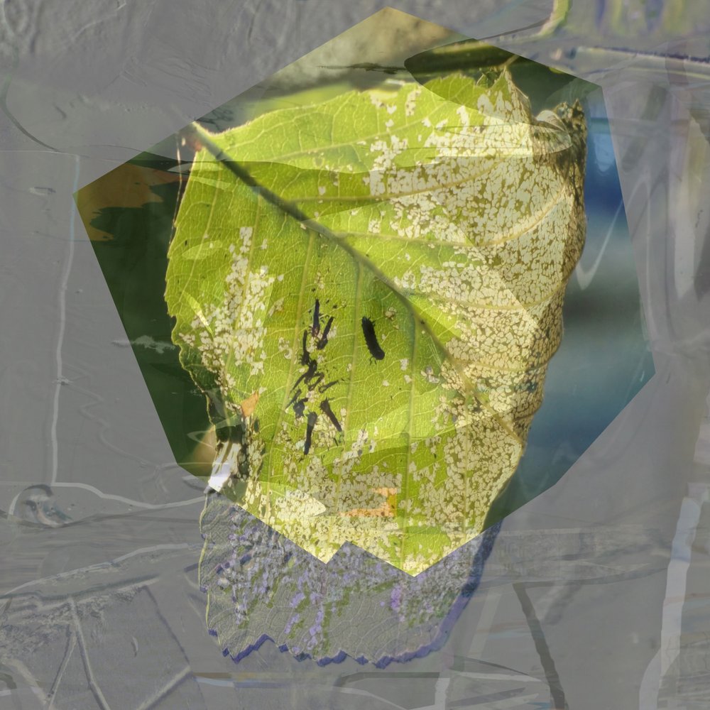 Foglia verde - Estratto da Stefan Fransson