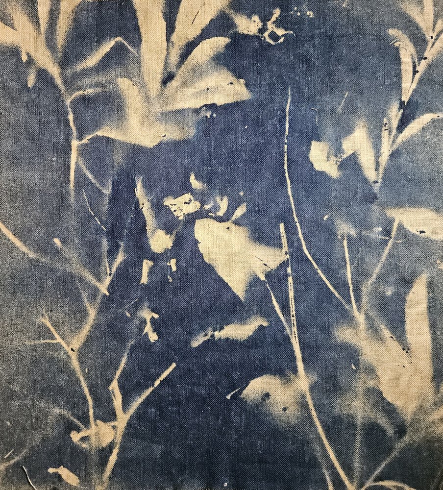 Ombre botaniche blu da Stefano Mazzolini