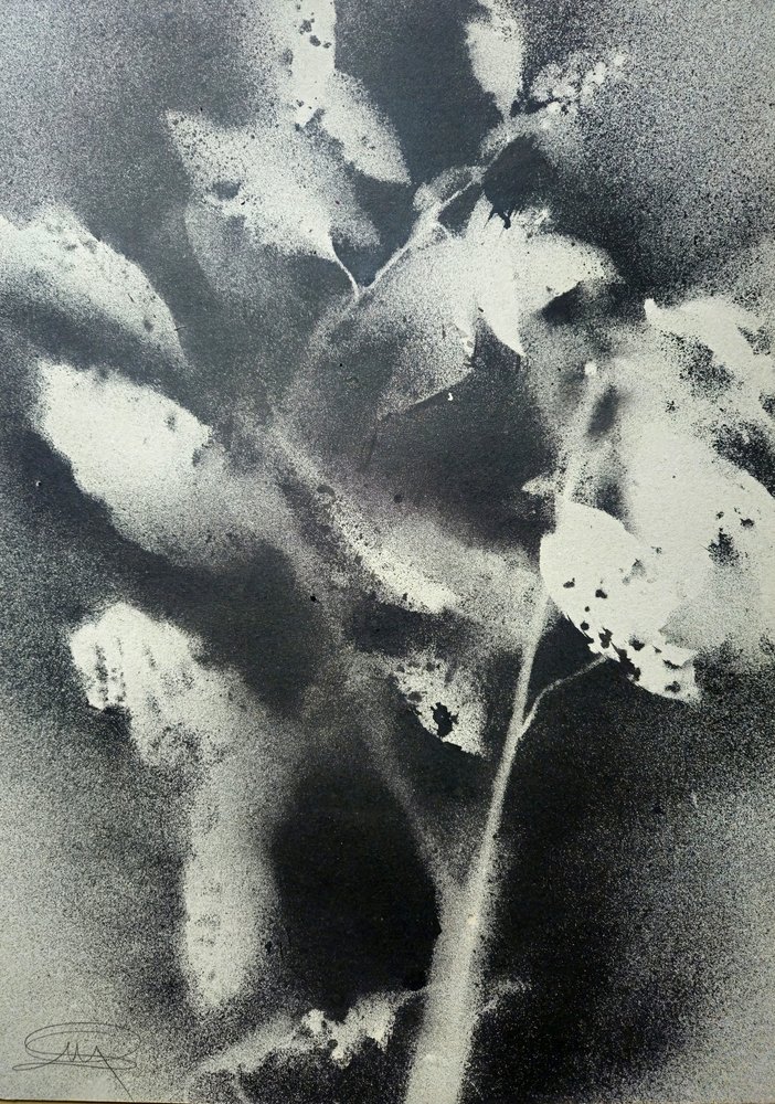Studio botanico monocromatico da Stefano Mazzolini