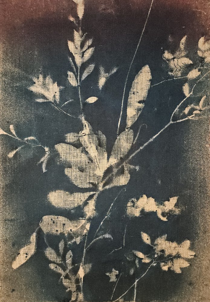 Botanica blu vintage da Stefano Mazzolini