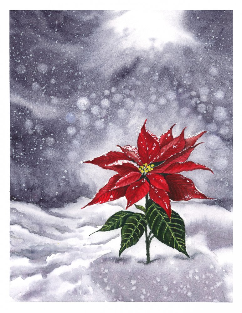 Bagliore invernale della stella di Natale da Suchi Deb