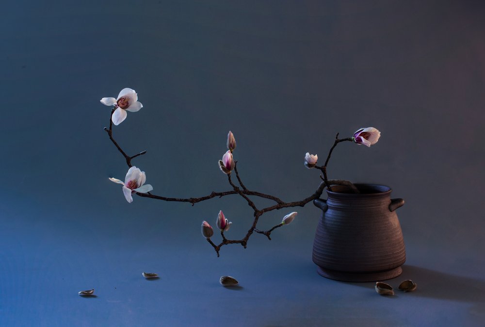 Fiore di magnolia zen da Summer2016