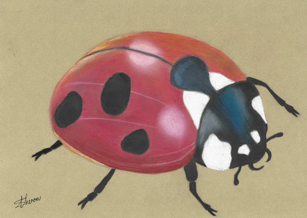 Simpatica coccinella rossa da Sunet Theron