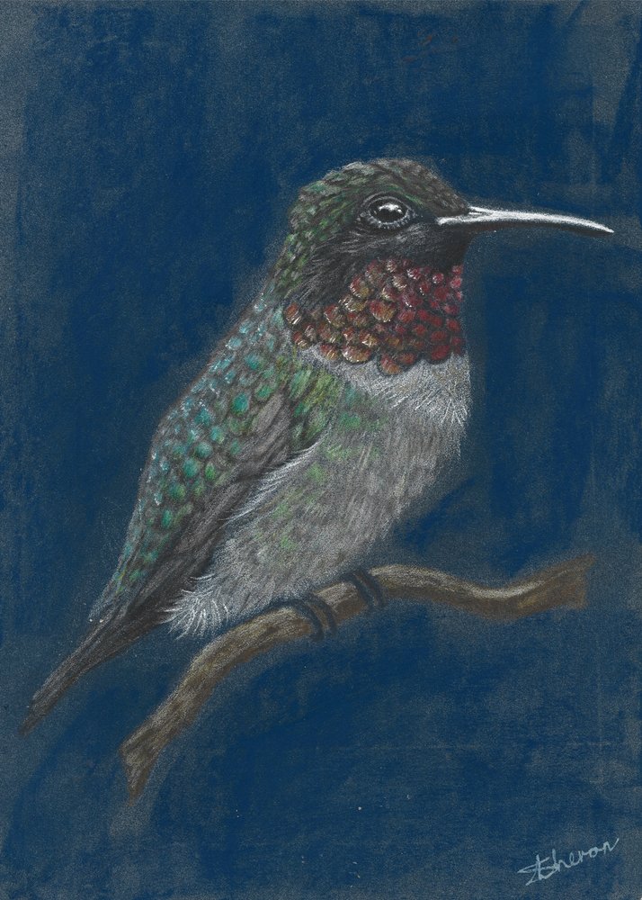 Colibrì dai colori vivaci appollaiato da Sunet Theron