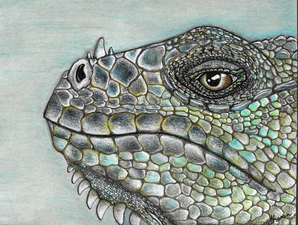 Scaglie vivaci di iguana da Sunet Theron