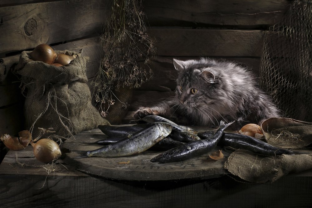 Il gatto curioso e il pesce da Svetlana Pavlоvskaja