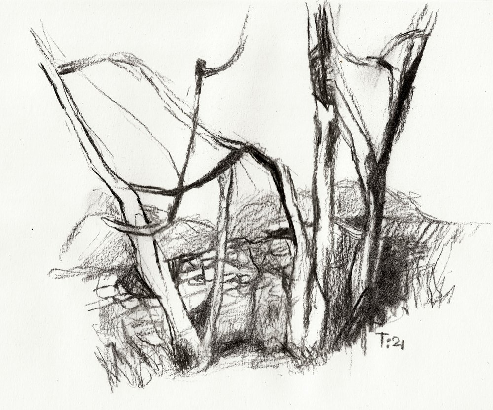 Schizzo della foresta spoglia da Tore Bahnson