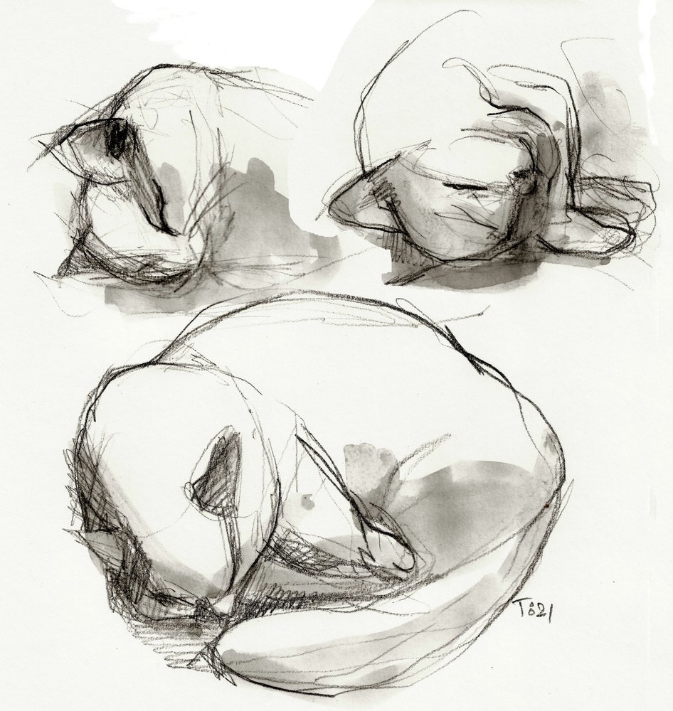 Studi sul gatto che dorme da Tore Bahnson