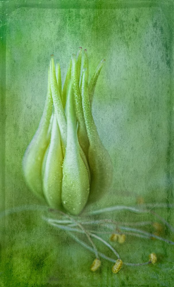 Delicato germoglio verde da Ulrike Eisenmann