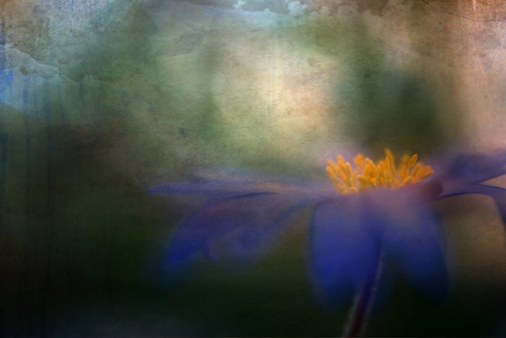 Fiore blu da sogno da Ulrike Eisenmann