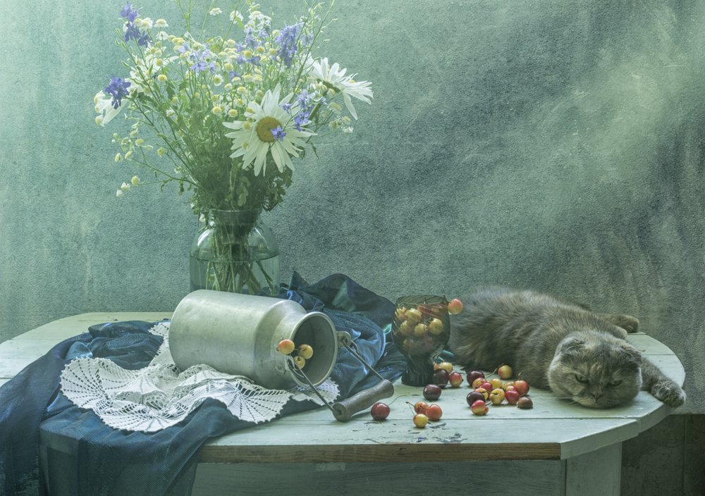 Gatto addormentato e ciliegie da UstinaGreen